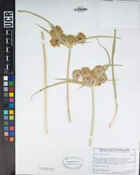 Cyperus eragrostis image