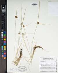 Cyperus niger image