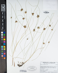 Cyperus niger image