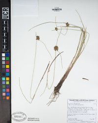 Cyperus niger image