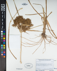 Cyperus odoratus image