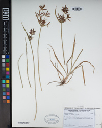 Cyperus rotundus image