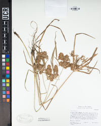 Cyperus strigosus image