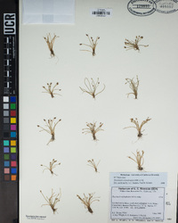 Eleocharis coloradoensis image