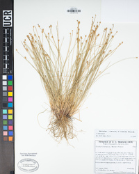 Eleocharis geniculata image