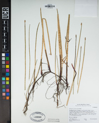 Eleocharis macrostachya image