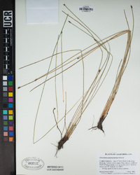 Eleocharis macrostachya image