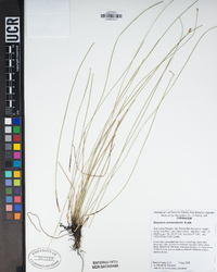 Eleocharis montevidensis image