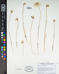 Eriophorum gracile image