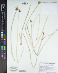 Schoenoplectus americanus image