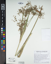 Scirpus microcarpus image