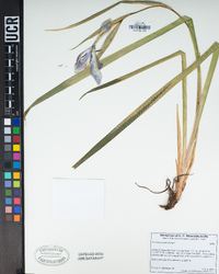 Iris douglasiana image