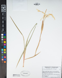 Iris tenuissima subsp. purdyiformis image
