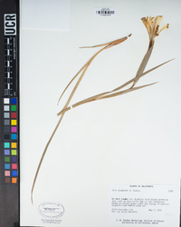Iris fernaldii image