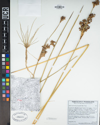 Juncus acutus subsp. leopoldii image