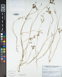 Juncus articulatus image