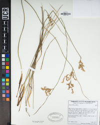 Juncus balticus image