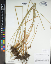 Juncus balticus subsp. ater image