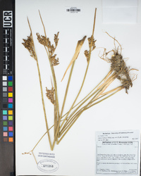 Juncus balticus image