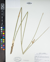 Juncus balticus image