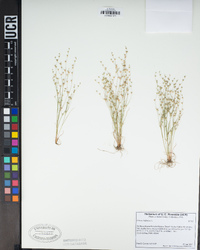 Juncus bufonius image