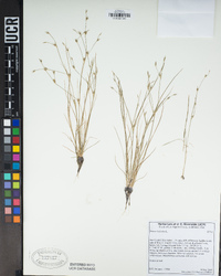 Juncus bufonius image