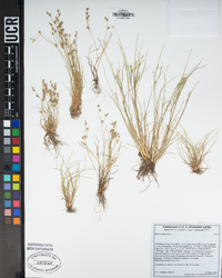 Juncus bufonius image