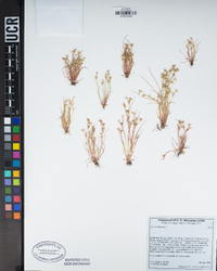 Juncus bufonius image