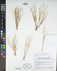 Juncus bufonius var. occidentalis image