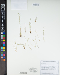 Juncus bufonius image