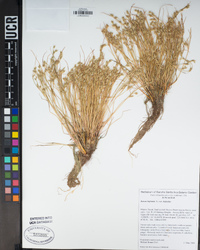 Juncus bufonius var. bufonius image