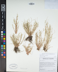 Juncus bufonius image