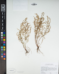 Juncus bufonius var. bufonius image