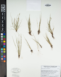 Juncus bufonius var. bufonius image