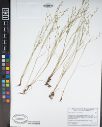 Juncus bufonius image