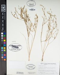 Juncus bufonius image