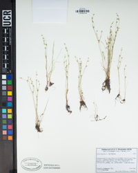 Juncus bufonius image