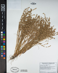 Juncus bufonius image