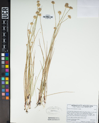 Juncus chlorocephalus image