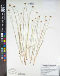 Juncus chlorocephalus image