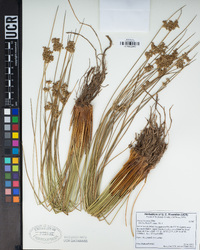 Juncus laccatus image