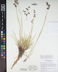 Juncus macrandrus image