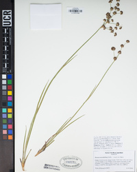 Juncus macrandrus image