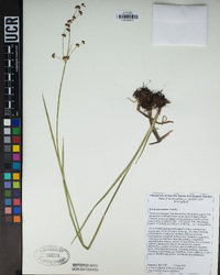 Juncus macrandrus image