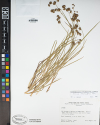 Juncus macrandrus image