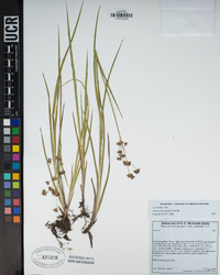 Juncus macrandrus image