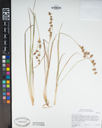 Juncus macrophyllus image