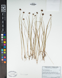 Juncus mertensianus image