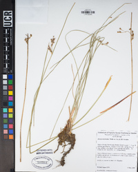 Juncus balticus subsp. mexicanus image