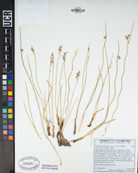 Juncus balticus subsp. mexicanus image